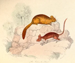 Illustration aus dem Buch "Gesammelte Werke von Buffon": Die Tiere: Der Siebenschläfer und der Gartenschläfer (Gravur)