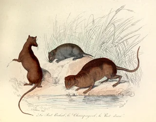 Illustration aus dem Buch "Gesammelte Werke von Buffon": Die Tiere: Die Wanderratte, die Wühlmaus und die Wasserratte (Gravur)