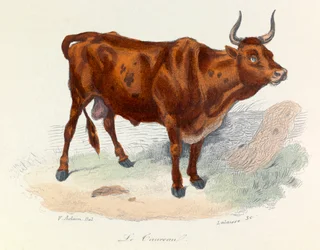 Illustration aus dem Buch "Gesammelte Werke von Buffon": Die Tiere: Der Stier (Gravur)