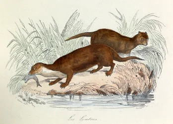 Illustration aus dem Buch "Gesammelte Werke von Buffon": Die Tiere: Die Otter
