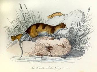 Illustration aus dem Buch "Gesammelte Werke von Buffon": Die Haustiere: Der Otter von Guiana (Gravur)