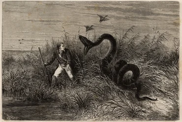 Vorfall bei einer Entenjagd in den Sümpfen von Pointe aux Moustiques oder Pointe Macouria (Französisch-Guayana), Angriff einer Boa auf den Jäger auf der Lauer. Gravur zur Illustration der Reise nach Französisch-Guayana in den Jahren 1862-1863, von Frederic