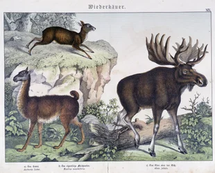Lama, Elch (Moose) - in „Natural histories of mammals“, ed. Schreiber
