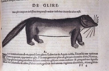 Der Siebenschläfer in Historia Animalium von Conrad Gesner (1516 - 1565), Tiguri