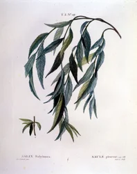 Blatt der Trauerweide (Salix babylonica)
