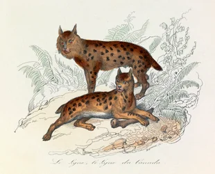 Luchs und Kanada-Luchs, zwei vierfüßige Säugetiere, klassifiziert nach Linné und Cuvier (Gravur)