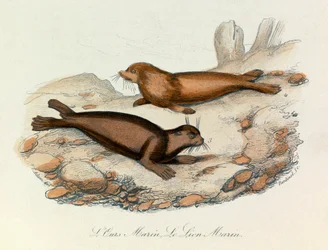 Meeresbär und Löwe klassifiziert nach Linné und Cuvier (Gravur)
