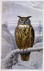 Naturgeschichtsplatte: Eule: Der Uhu - in „Werke von Buffon“, T.5, ed. Fume Jouvet & Cie