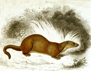 Otter - Farbgravur. Gravur, 19. Jahrhundert