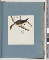Seite 108. Unidentifizierter Vogel