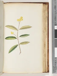 Seite 140. Unbekannte Blume, Oktober 1794