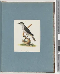 Seite 146. Unidentifizierter Vogel. Honigfresser