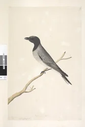 Seite 14. Ceblephyris. oben in anderer Handschrift August. Natürliche Größe Kleiner Kuckuck, Shrike? Coracina robusta, 1791-92