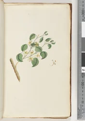 Seite 14. Unidentifizierte Pflanze