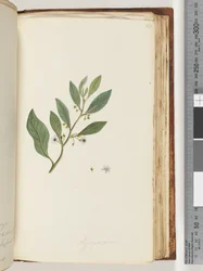 Seite 161. Myoporum