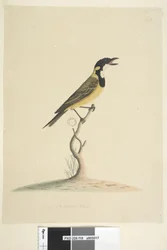 Seite 18. Natürliche Größe Goldener Pfeifer Pachycephala pectoralis, männlich, 1791-92