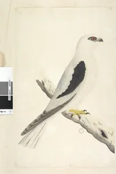 Seite 1. Falco, gesichtet im August unten links in anderer Hand August natürliche Größe. Schwarzschulterweih Elanus axillaris Elanus notatus, 1791-92