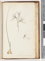Seite 214. Diuris elongata Saracty? Lila Esel-Orchidee