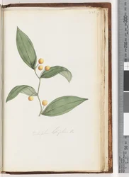 Seite 228. Eustrephus latifolius Br. Wombat-Beere