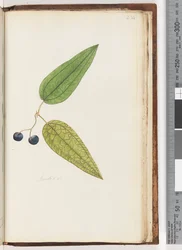 Seite 234. Smilax sp Süßholz
