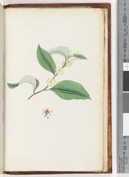 Seite 250. Unbenannter Baum