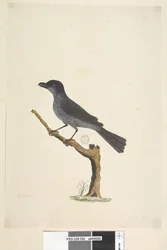 Seite 29. Amsel Norfolk-Insel-Amsel? Aplonis fuscus, Männchen, 1791-92