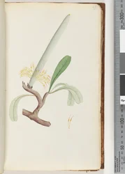 Seite 29. Küsten-Banksia