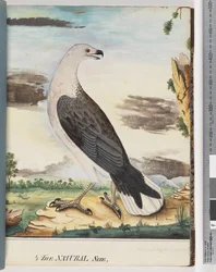 Seite 34. Weißbrustseeadler Verwandt mit dem Achselfalken