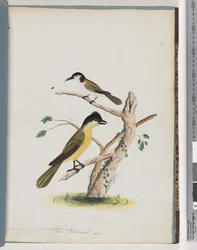 Seite 37. 1. Unidentifizierter Vogel. Agiler Honigfresser. Schwarzgesichtiger Kletterer