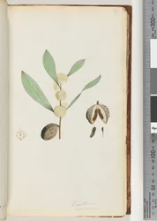 Seite 37. Conchium nervosum