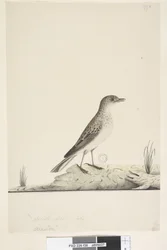 Seite 38. Alundu? oben in anderer Handschrift Natürliche Größe, Juli Pieper Anthus australis, 1791-92