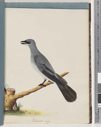 Seite 38. Unidentifizierter Vogel, wahrscheinlich ein großer Lanius
