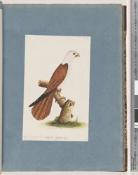 Seite 39. Rotrückiger Seeadler. Variante des Pondicherry-Adlers