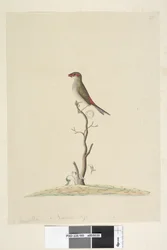 Seite 40. Fringilla. Natürliche Größe Rotbrauenfink Neochmia temporalis Aegintha temporalis, 1791-92