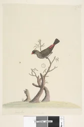 Seite 42. Fringilla. unten mittig in anderer Hand Natürliche Größe Diamantfink Stagonopleura guttata, 1791-92