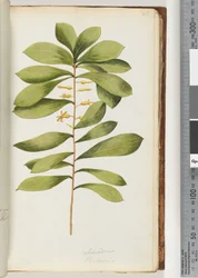 Seite 43. Schraderia / Persoonia