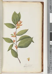 Seite 44. Persoonia / Schraderia ferruginea