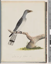 Seite 49. Unidentifizierter Vogel. Scythrops