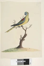 Seite 49. War,ran. unten mittig in anderer Hand Natürliche Größe. Türkisfarbener Papagei Neophema pulchella, männlich, 1791-92