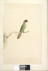 Seite 51. Natürliche Größe Kleiner Loris Glossopsitta pusilla, 1791-92