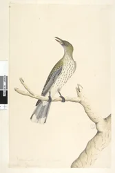 Seite 5. Oriolus mimetis. Natürliche Größe. Juli, Iris zweifelhaft. Olivrücken-Oriole Oriolus sagittatus