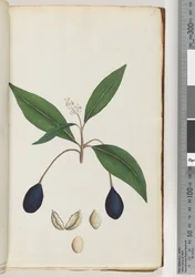 Seite 5. Unbekannte Pflanze