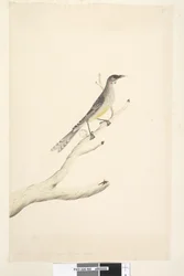 Seite 60. Juni. Reduziert auf die Hälfte der natürlichen Größe Rotwattler Anthochaera carunculata, 1791-92