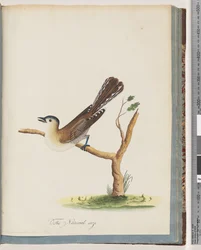 Seite 60. Unbekannter Vogel. Turdus cyanocephalus. Blauköpfige Drossel