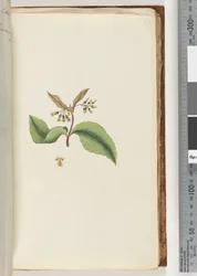 Seite 60. Unidentifizierte Pflanze