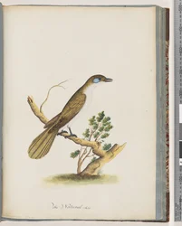 Seite 61. Blaugesicht-Honigfresser. Turdus cyanoris. Blauwangendrossel