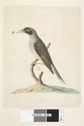 Seite 62. Juni. Natürliche Größe Lärmschwätzer Myzantha melanocephala, 1791-92