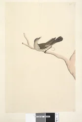 Seite 64. Natürliche Größe. Iris zweifelhaft. Iris soll strohfarben sein Brauner Baumkletterer Climacteris picumnus, 1791-92