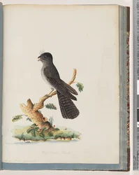 Seite 75. Unidentifizierter Vogel. N. Holland Ziegenmelker