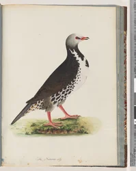 Seite 76. Unidentifizierter Vogel